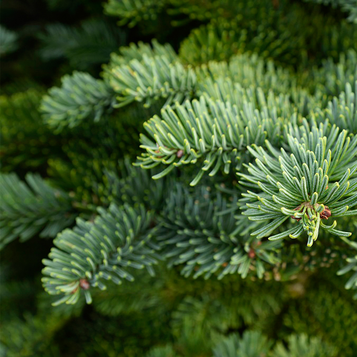 Noble Fir vs Other Christmas Wreath Foliage